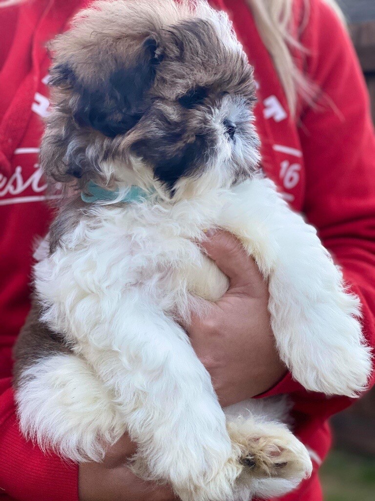 shih tzu for sale gumtree
